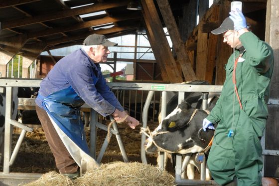 Foto: Doktor mit Landwirt in Kuhstallung