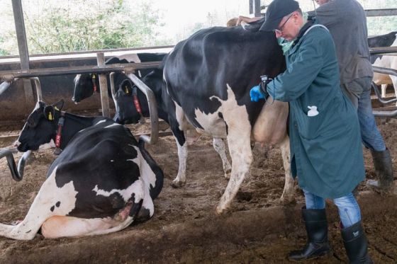 Foto:  Dr. Oelkers untersucht eine Kuh mit Ultraschall