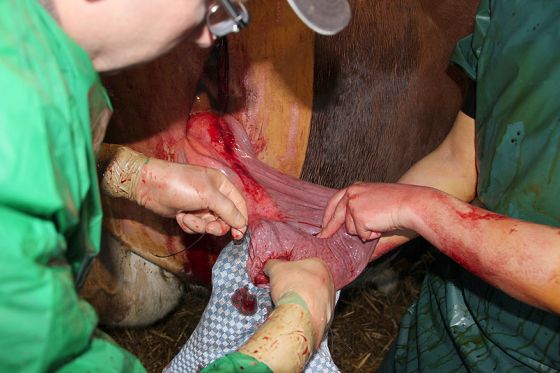 Foto: Operation an einer Kuh